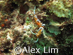 Flabellina taken with Canon G7 and Inon strobe by Alex Lim 